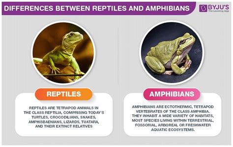 how are amphibians similar to reptiles